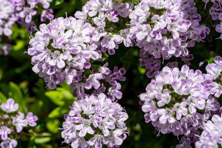 Flowering thyme - Latin name - Thymus vulgarisの写真素材