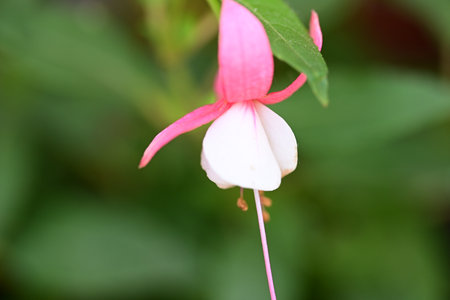 pink and white fuchsia flower in the garden, stock photo