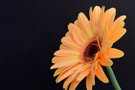 Orange gerbera flower on black background with copy space for textの写真素材