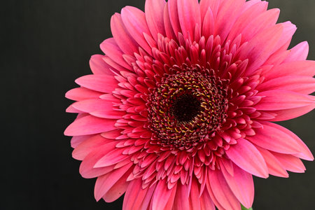 Beautiful pink gerbera flower on black background, closeupの写真素材
