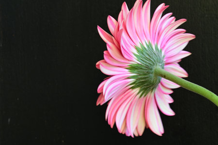 Pink gerbera flower isolated on black background with copy space.の写真素材