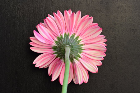 Pink gerbera flower isolated on black background with space for textの写真素材