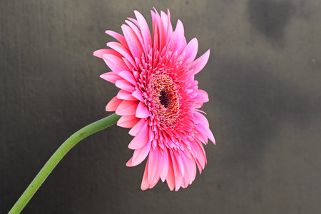 Pink gerbera flower on black background, closeup of photoの写真素材