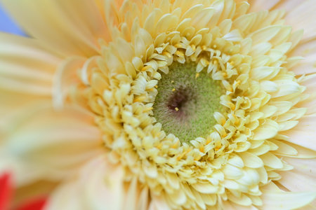 Close up of a yellow gerbera flower with pollen inside.の写真素材