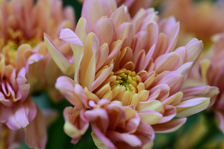 Pink chrysanthemum flower in the garden, close up
