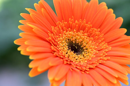 Orange gerbera daisy flower closeup, shallow depth of fieldの写真素材