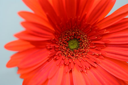 Close up of red gerbera daisy flower on blue backgroundの写真素材