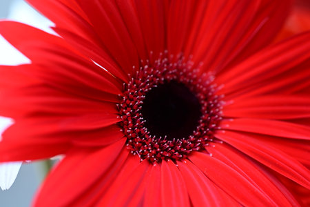 Red gerbera flower close-up. Shallow depth of field.の写真素材