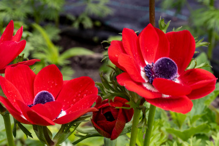 Beautiful red anemone flowers with water drops on petals
