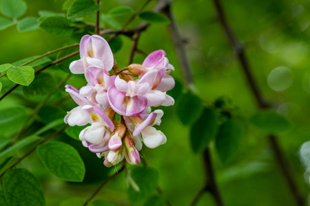 Close up of acacia flowers (Robinia pseudoacacia)の写真素材