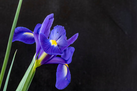 Blue iris flower on black background. Copy space for text.