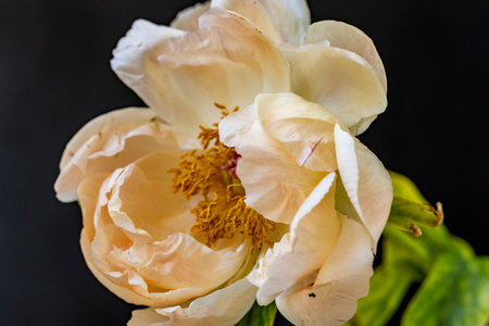 Peony flower on a black background, close-up, macroの写真素材