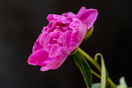 Beautiful pink peony flower isolated on black background, close upの写真素材