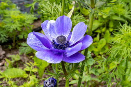 Blue anemone flower with water drops on petals in the gardenの写真素材