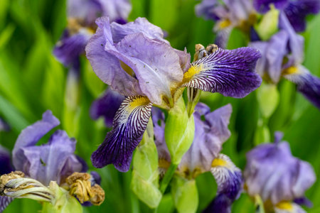 Purple iris flowers in the garden. Shallow depth of field.