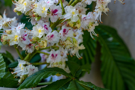 Flowering chestnut tree (Aesculus hippocastanum)の写真素材