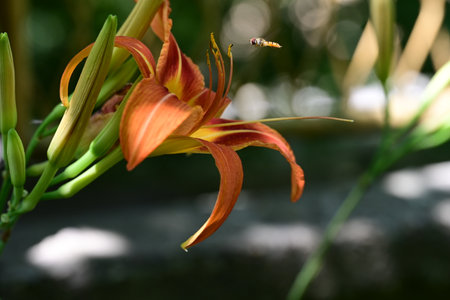 Beautiful orange lily flower on blurred background, closeup viewの写真素材