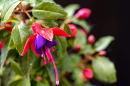 Beautiful fuchsia flowers on a black background.