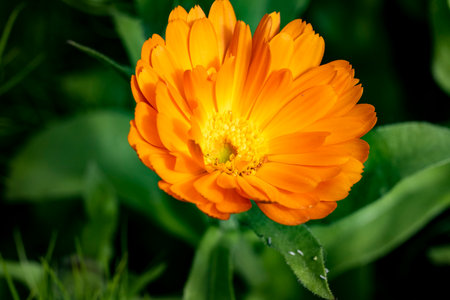 Calendula officinalis, also known as the marigold.の写真素材