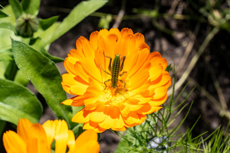 Grasshopper on an orange flower of calendula.の写真素材