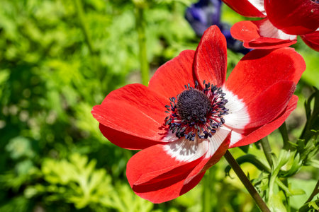 red anemone flower in the garden on a sunny summer dayの写真素材