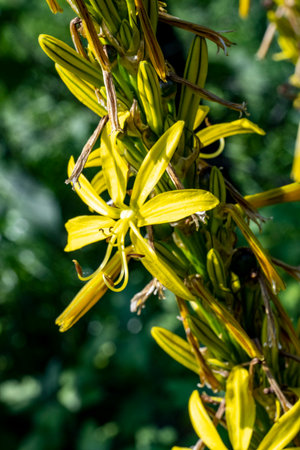 Close up of yellow lily flowers in bloom in the garden.の写真素材