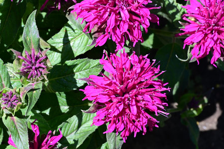Close-up of pink flowers in the garden.の写真素材