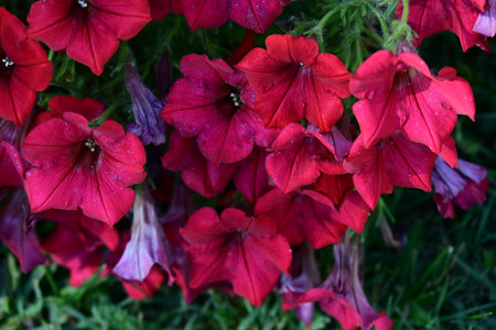 Beautiful red petunia flowers in the garden. Floral background.