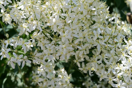 White flowers of Clematis officinalis, also known as Clematis officinalis.の写真素材