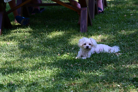 Cute Maltese dog on the grass in the garden. Selective focus.の写真素材