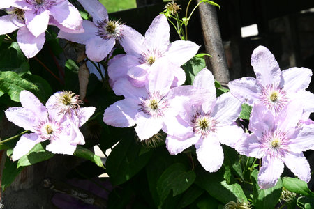 Clematis flowers in the garden on a sunny summer day.の写真素材