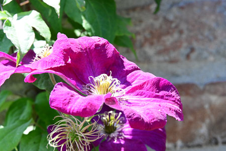 Purple clematis flowers in a garden on a sunny dayの写真素材