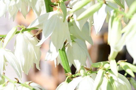 Close-up of white flowers of yucca plantの写真素材
