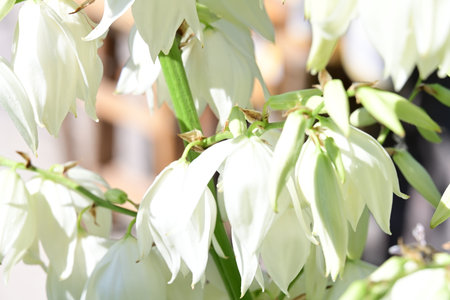 Close up of white yucca flowers in bloom with blurred backgroundの写真素材