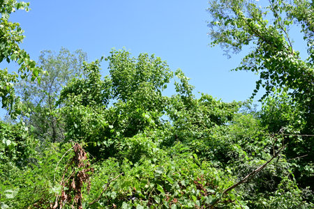 green leaves of trees and blue sky in sunny summer day, nature seriesの写真素材