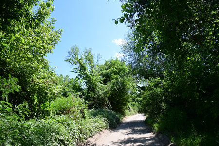 Path in the woods on a sunny day. Summer landscape with treesの写真素材