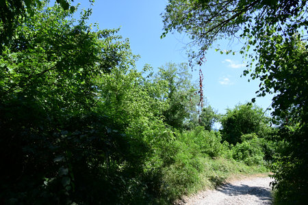 Road in the forest. Summer landscape. Green trees and blue sky.の写真素材