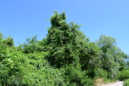 Green trees on a background of blue sky. Summer landscape in the forest.の写真素材