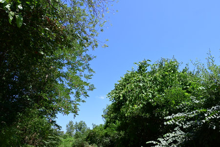 green trees and blue sky on a sunny summer day, nature seriesの写真素材