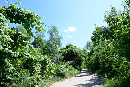 Path in the woods on a sunny day. Summer landscape with green trees.の写真素材