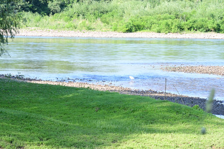 River landscape with a stork on a background of green grass.の写真素材