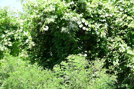 Green leaves of trees in the park on a sunny summer day.の写真素材