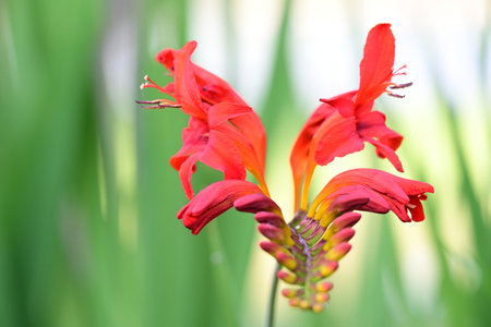 Red lily flower in the garden on nature background. Shallow depth of field.の写真素材