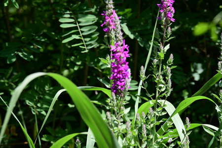 Purple loosestrife (Lythrum salicaria)の写真素材