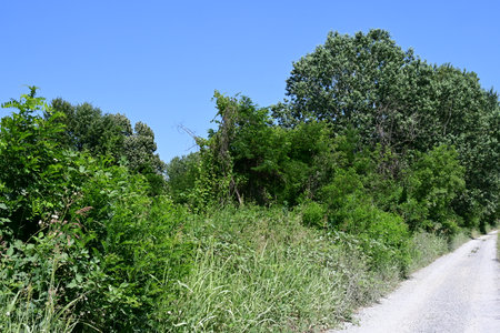 Road in the forest, summer landscape with trees and blue sky.の写真素材