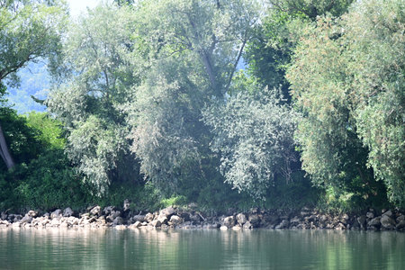 River landscape with trees and grass in the summer, closeup of photoの写真素材