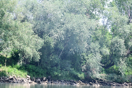river landscape with trees and grass on the banks of the river.の写真素材