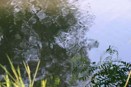 Reflection of trees in the water. Nature background. Selective focus.の写真素材