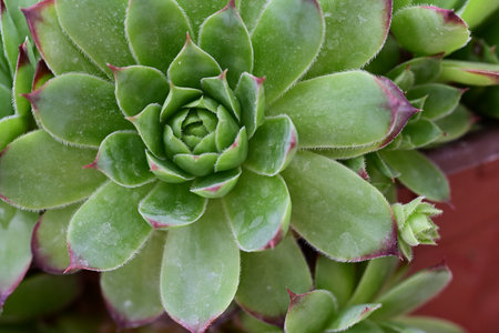 Succulent plant close-up, top view, selective focusの写真素材