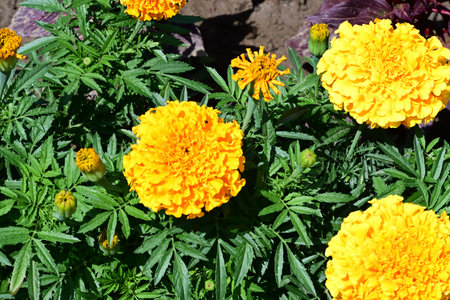 Tagetes erecta, Mexican marigold, African marigold, African marigold,の写真素材